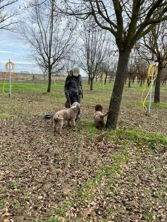Perros buscando trufas