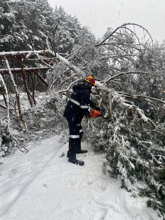 caida de &aacute;rboles en Sanabria  (3)