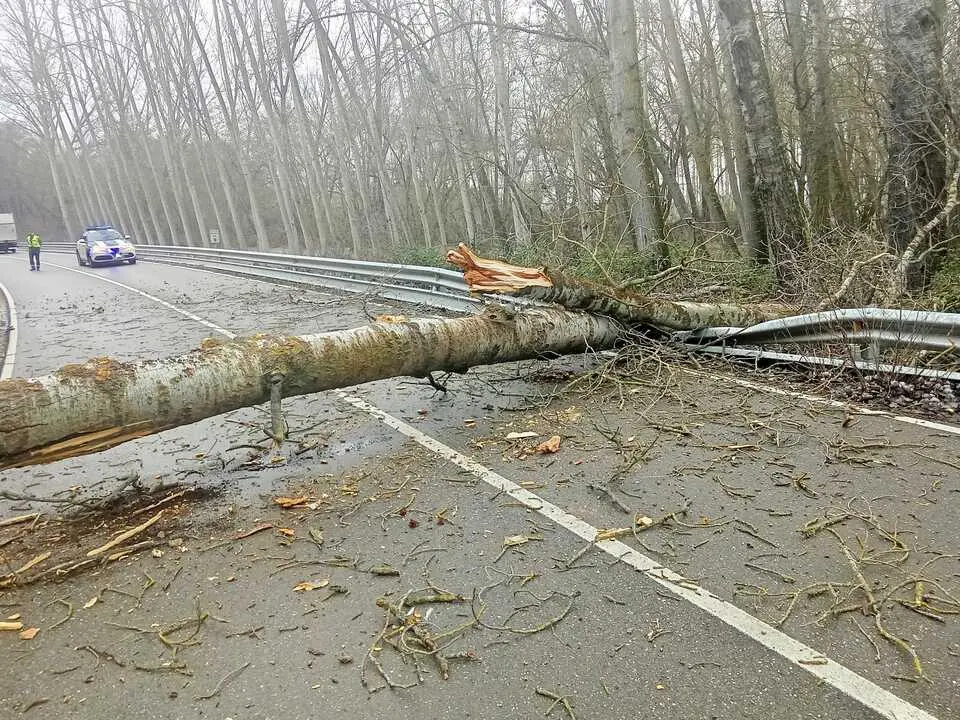 Chopo ca&iacute;da en mitad de la carretera