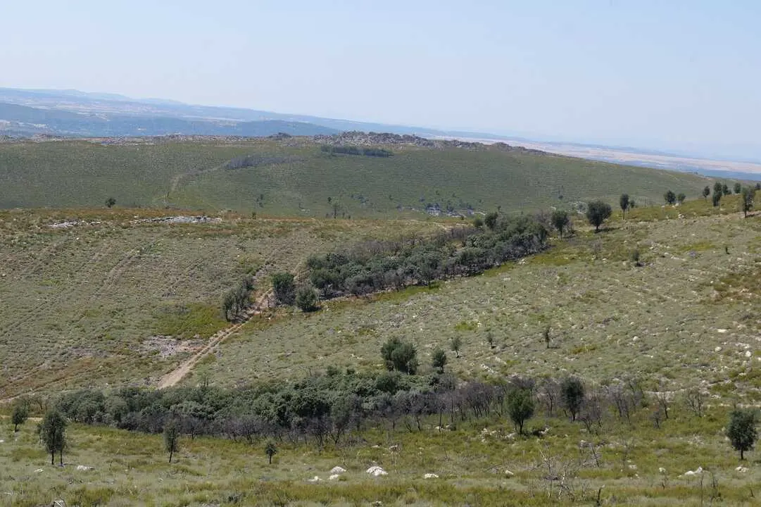 robles no quemados en el incendio de la Culebra
