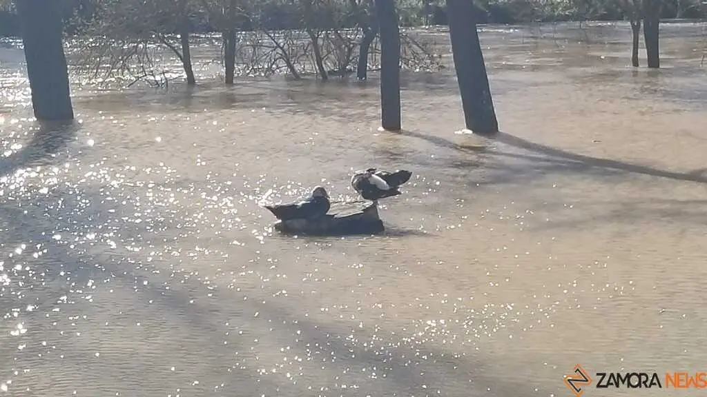 Un paseo por el Duero, crecida _26