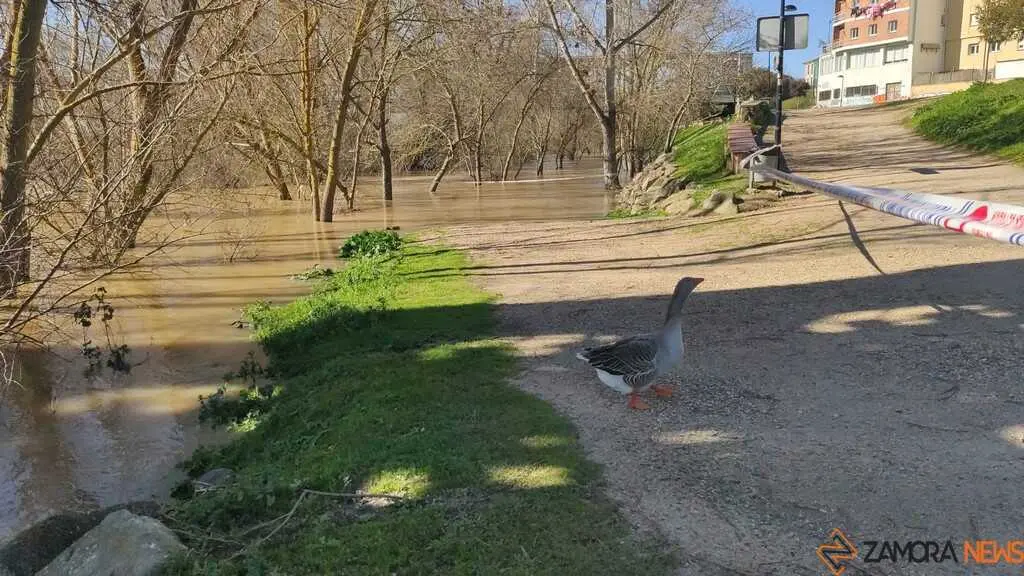 Un paseo por el Duero, crecida _40