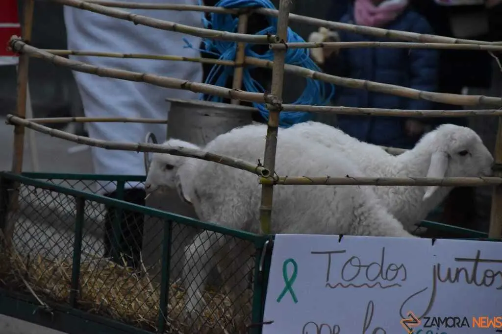Desfile Infantil carnaval Toro_50