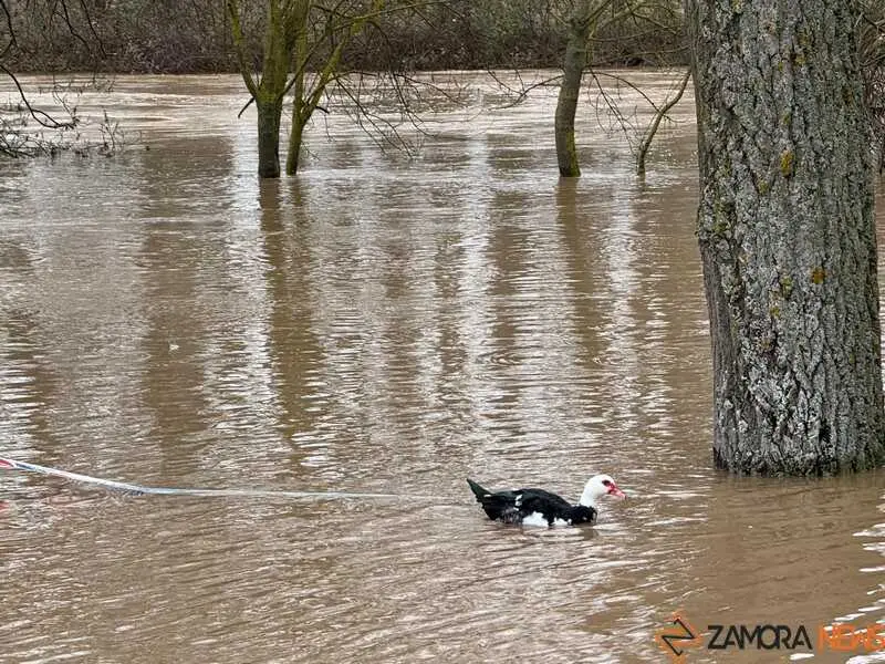 el r&iacute;o Duero a su paso por Zamora en un d&iacute;a nublado _7
