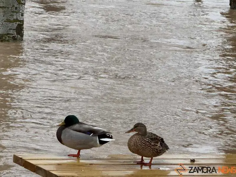 el r&iacute;o Duero a su paso por Zamora en un d&iacute;a nublado _24