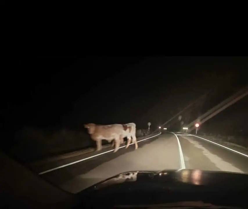 Vacas en la carretera sin control