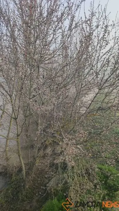 Niebla y sol en Zamora _14