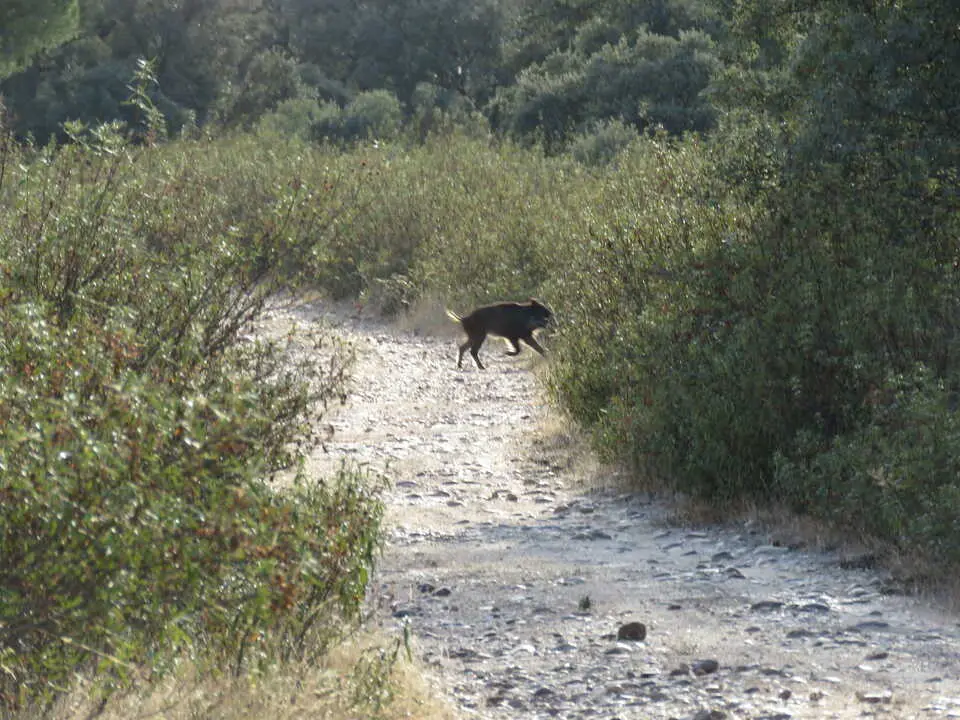 Jabal&iacute; en Monte la Reina
