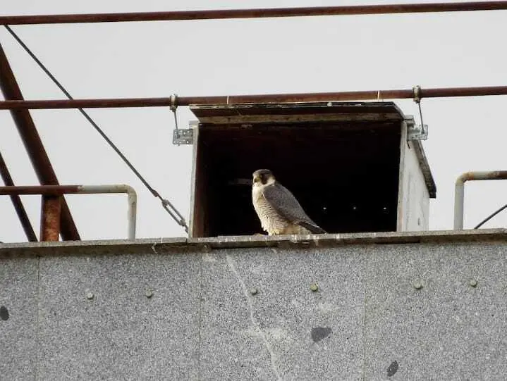 Tromba a la entrada de la caja nido en Nuevos Ministerios. Foto Alfonso Rodrigo