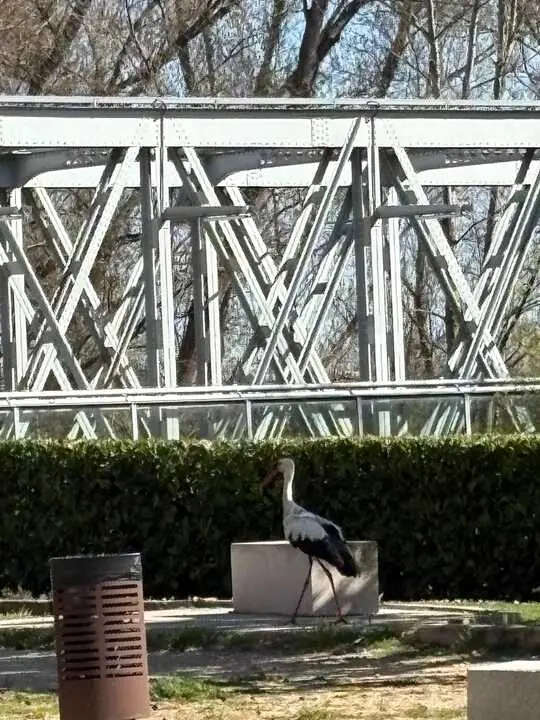 Cigue&ntilde;a paseando tranquilamente cerca del Puente de Hierro