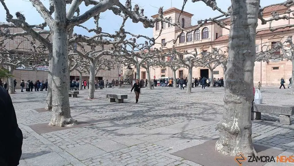 reparto de plantas Diputaci&oacute;n de Zamora _10