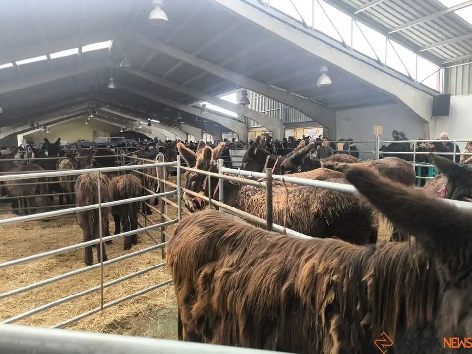 Buches san vitero 2026_2