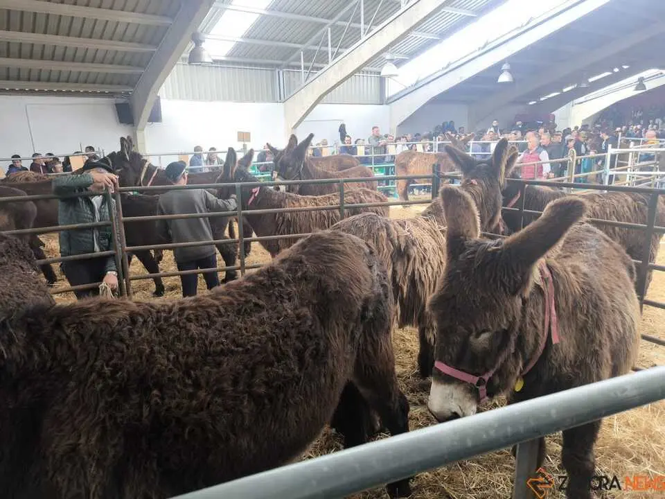 Buches san vitero 2026_4