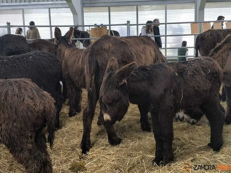 Buches san vitero 2026_6