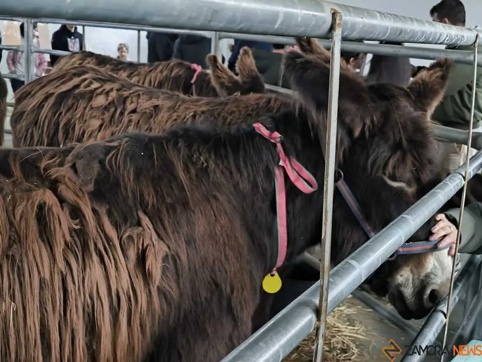 Buches san vitero 2026_10