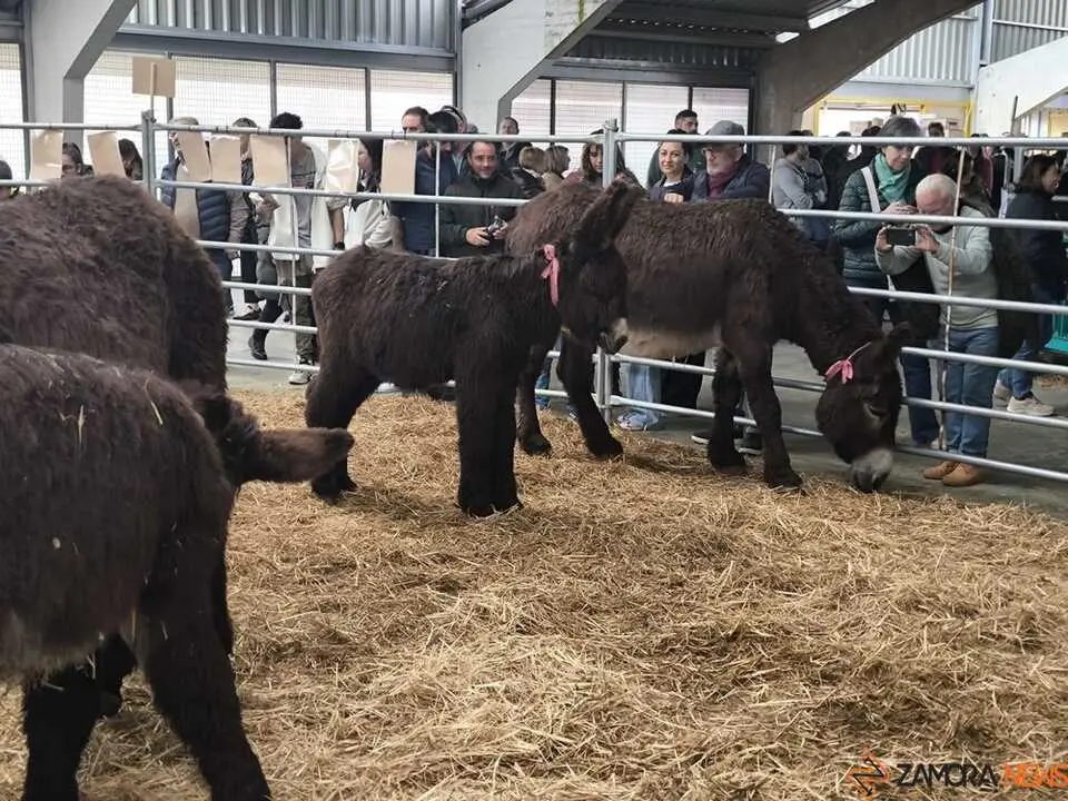 Buches san vitero 2026_11