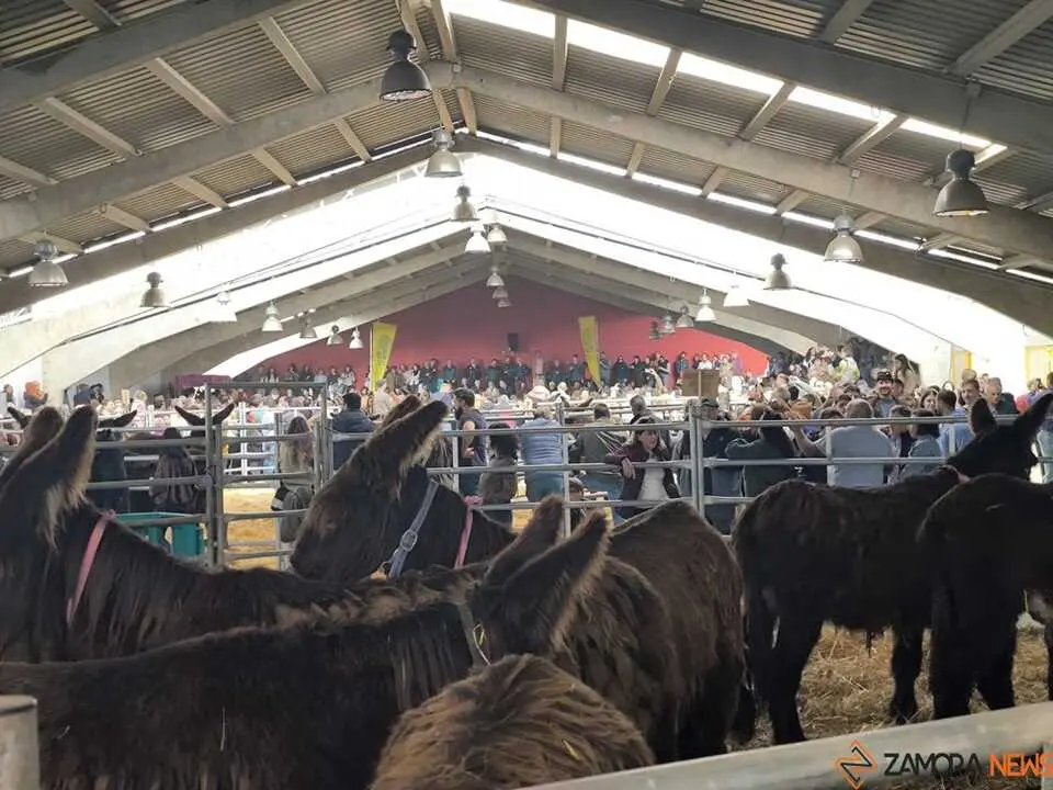 Buches san vitero 2026_12