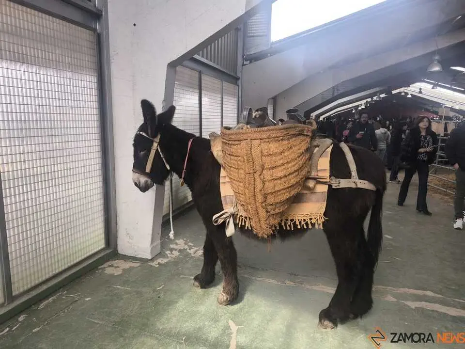 Buches san vitero 2026_13