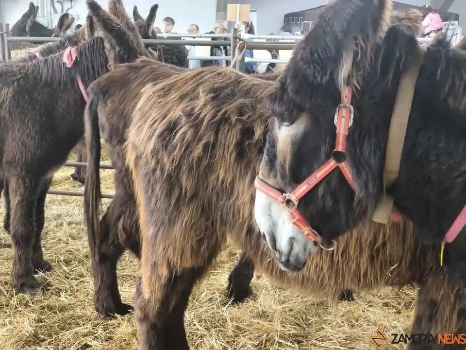 Buches san vitero 2026_15