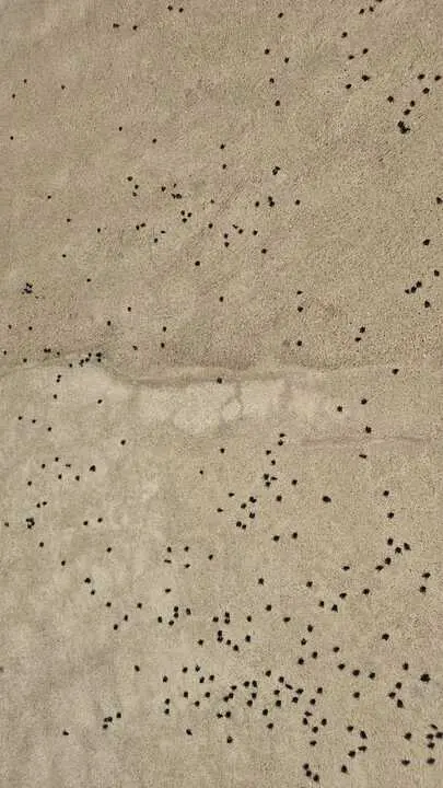 plaga masiva de moscas en Luelmo de Sayago