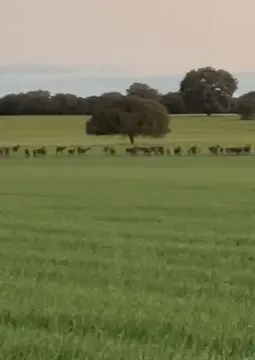 Captura de v&iacute;deo de la manada de ciervos