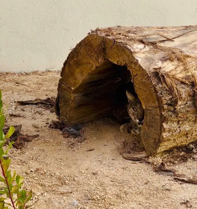 Centro de Muda de cuarentena del lince ib&eacute;rico