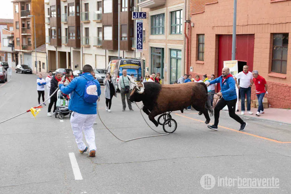 Carrera Toro Enmaromado Benavente Fiestas de la Veguilla 2026 - imagen Interbenavente