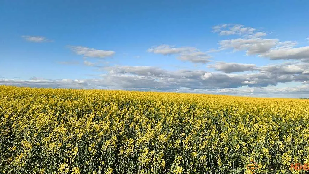 campo flores Zamora _2