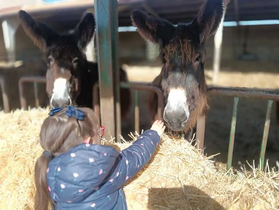 Alumnos Colegio Sagrado  Coraz&oacute;n de Jes&uacute;s visitan una finca en Madridanos
