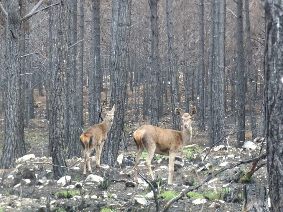 fauna en pinar quemado