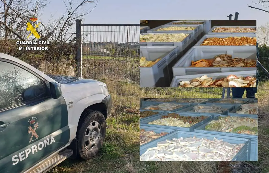 Productos decomisados en la intervenci&oacute;n del Seprona