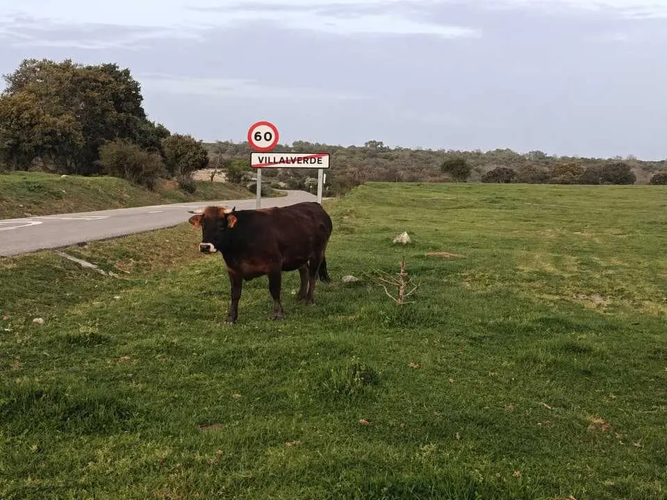 Una vaca junto al cartel de Villaverde