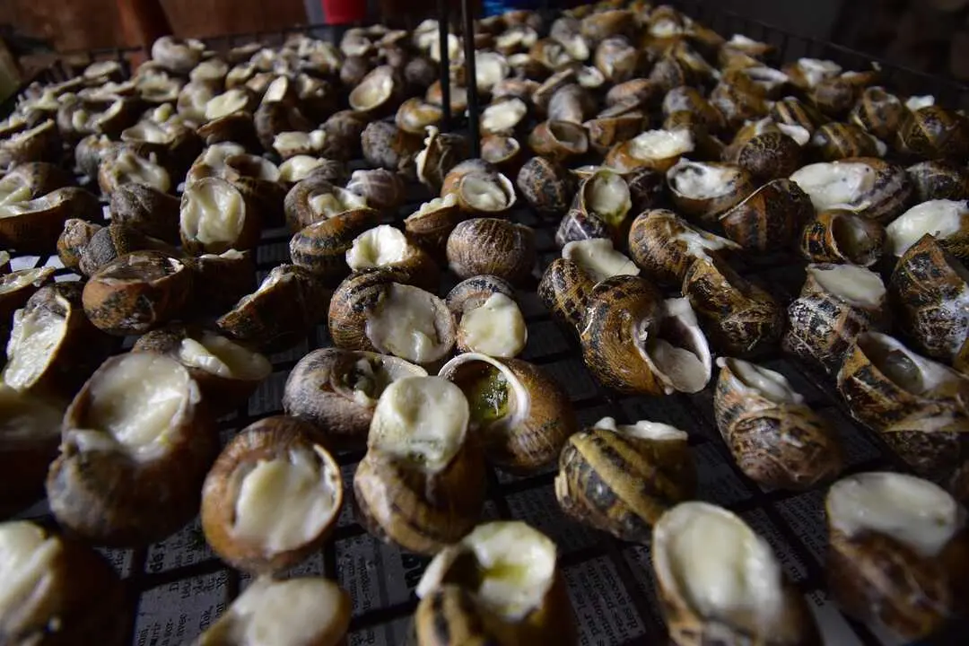 caracoles - imagen de archivo