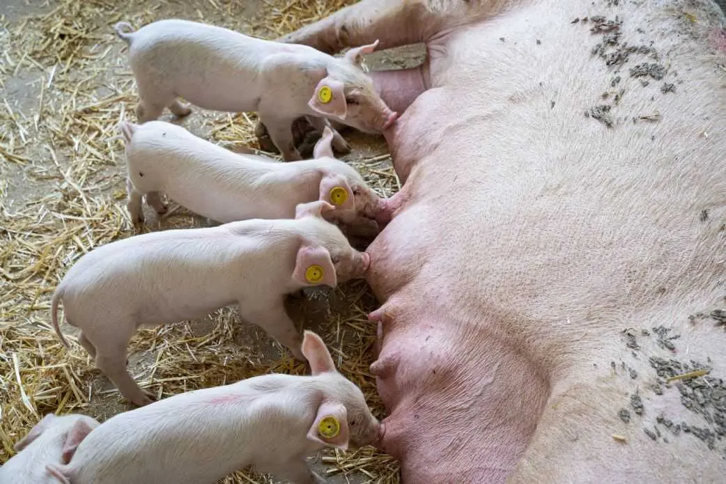 Una cerda amamanta a sus cr&iacute;as. Foto Q.com.es