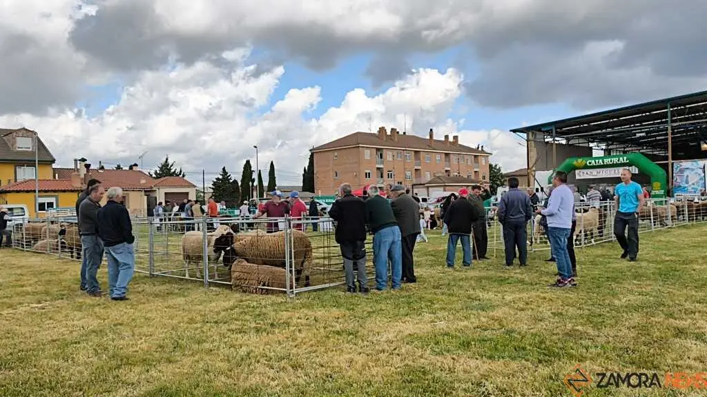 feria de San Miguel en Carbajales de Alba _4