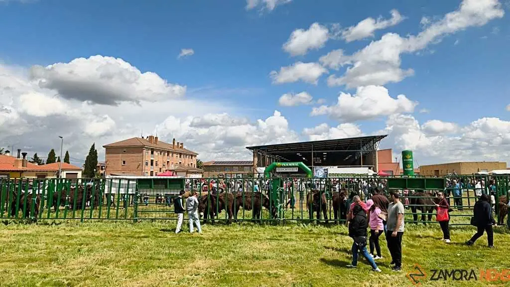 feria de San Miguel en Carbajales de Alba _50