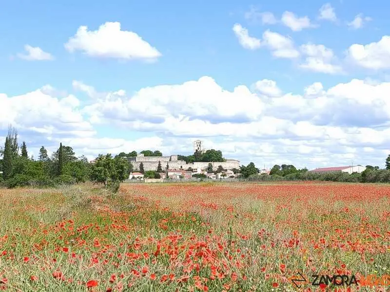 campos de ampolas en Zamora _4
