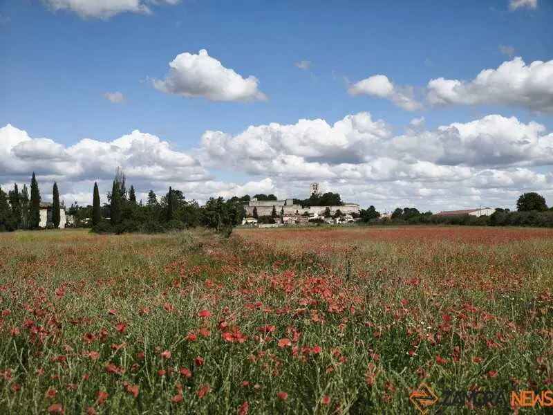 campos de ampolas en Zamora 