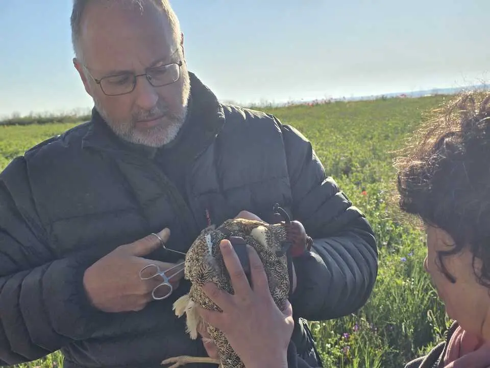 t&eacute;cnicos de medio ambiente colocaldo gps al si&oacute;n Lagunas de Villaf&aacute;fila