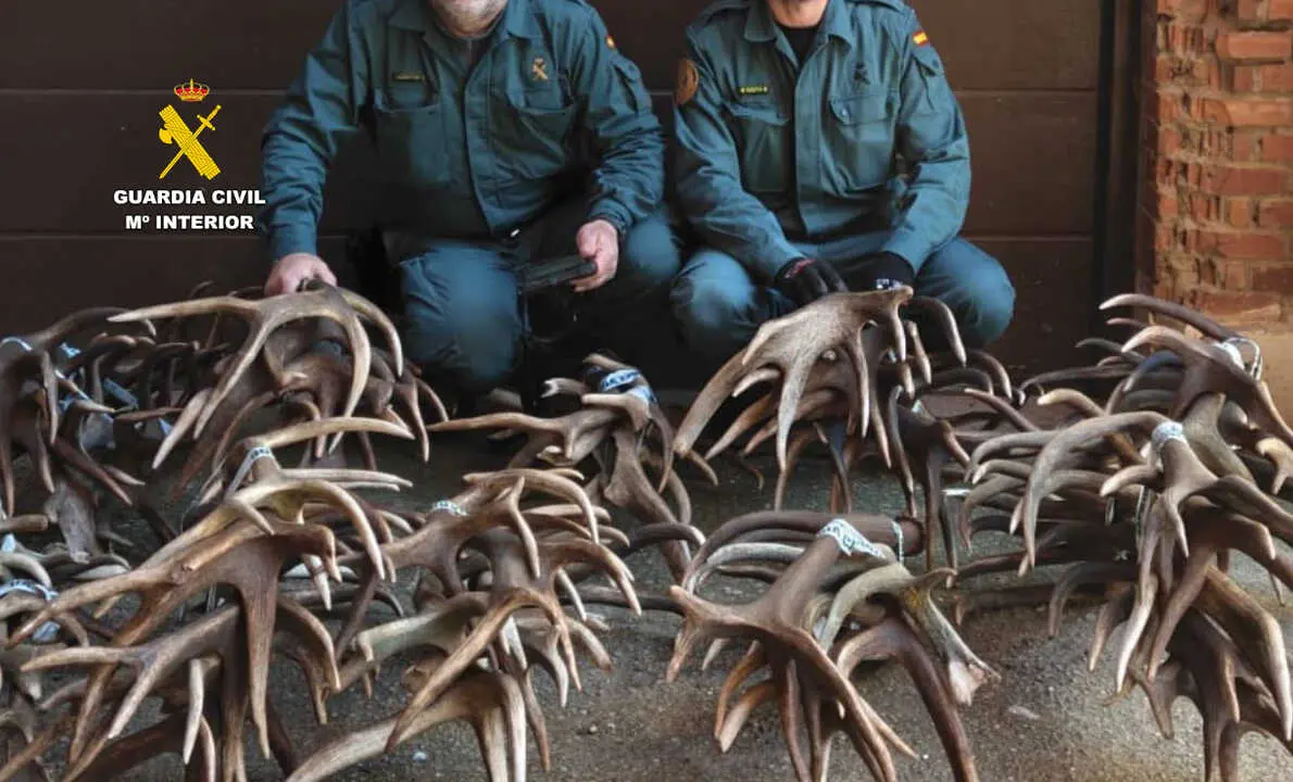 cerca de 100 kilos de astas de ciervo y gamo robadas Zamora