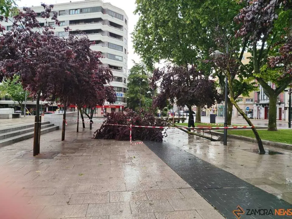 Arbol ca&iacute;do Plaza de La Marina _3