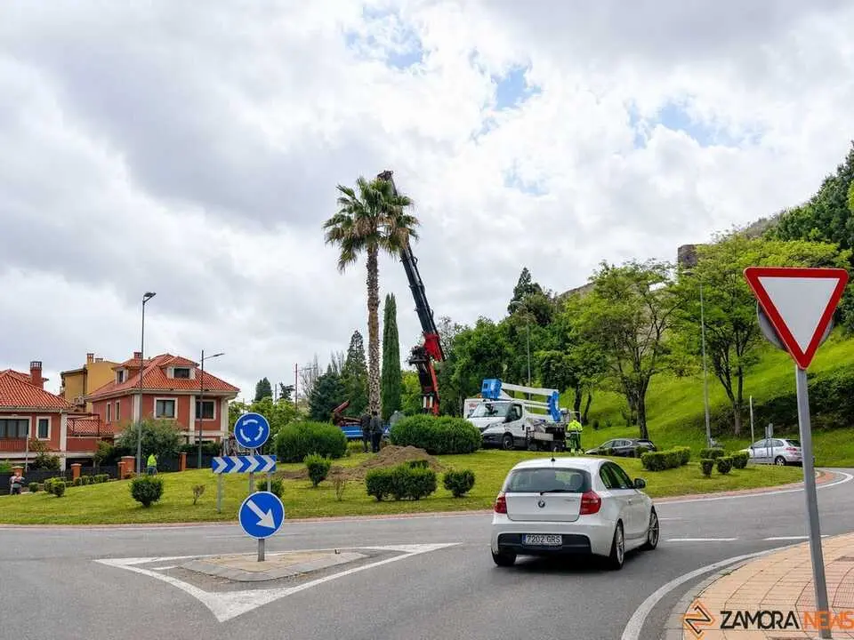 Nueva palmera rotonda de Valorio