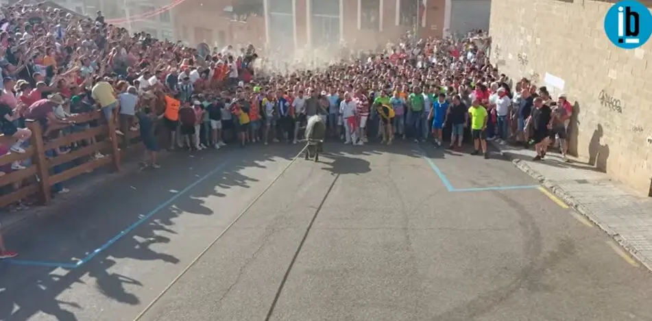 Toro enmaromado 2025. Foto Interbenavente