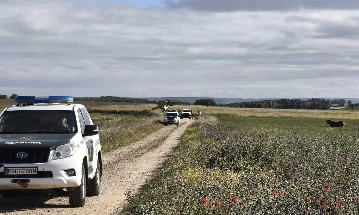 Dispositivo de la Guardia Civil tras escaparse una vaca en Morales del Vino