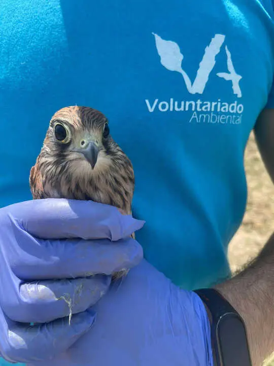 voluntariado ambiental