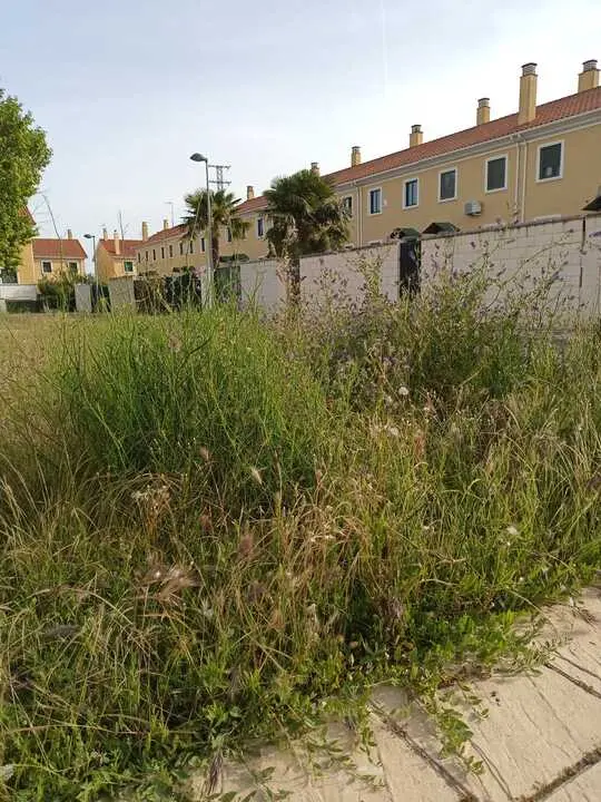 siglo XXI zamora si