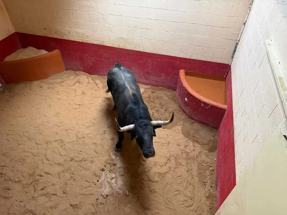 toro enmaromado Benavente (2)