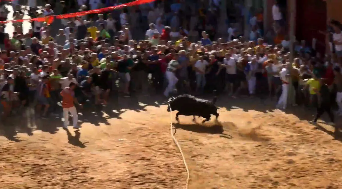 toro enmaromado