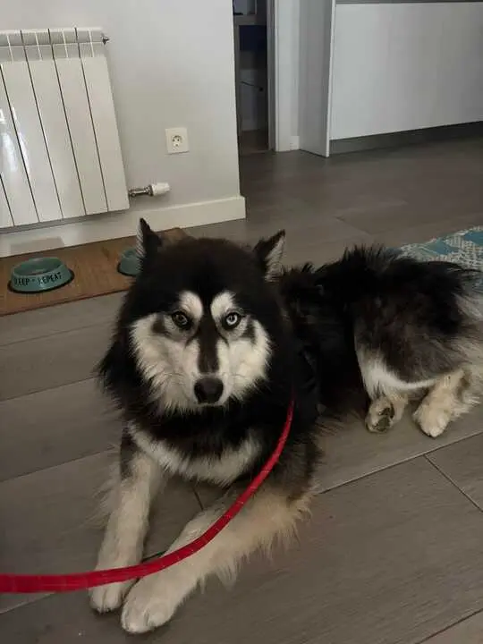 Fox, perro perdido en Zamora