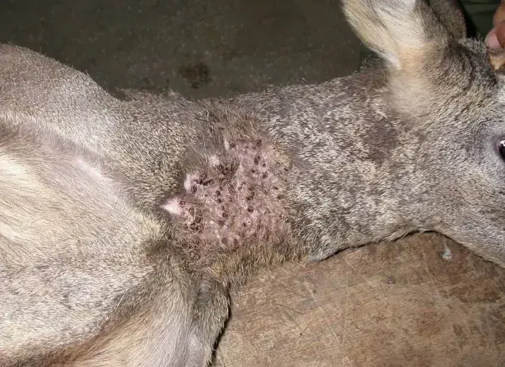 Macho de corzo con una parasitaci&oacute;n masiva de garrapatas en zona cervical. IREC/Salamancaaldia